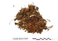 藏品(簑苔屬)的圖片